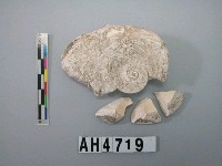 藏品(小型螺蓋製貝刮器)的圖片